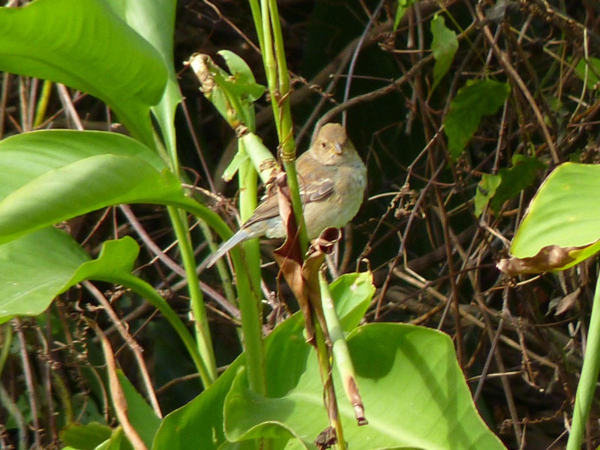 Indigo Bunting - ML643966602