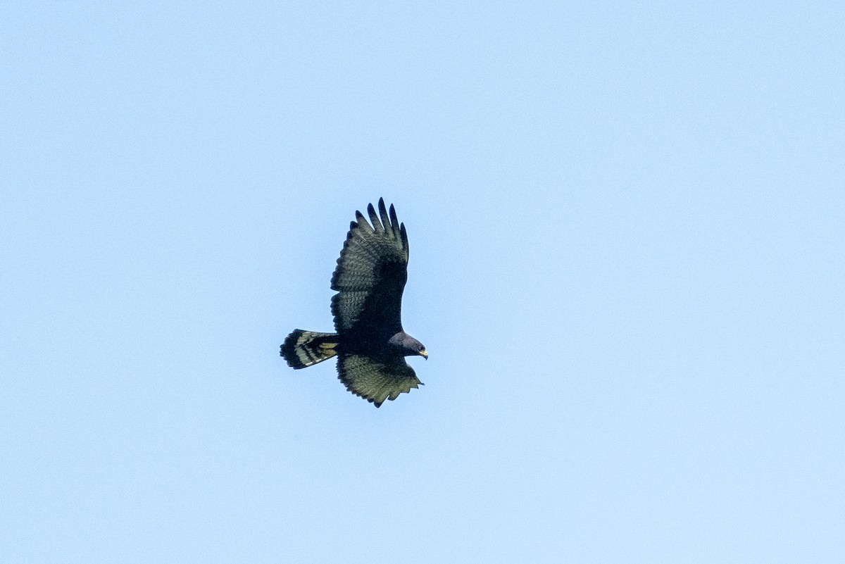 Zone-tailed Hawk - ML643966613
