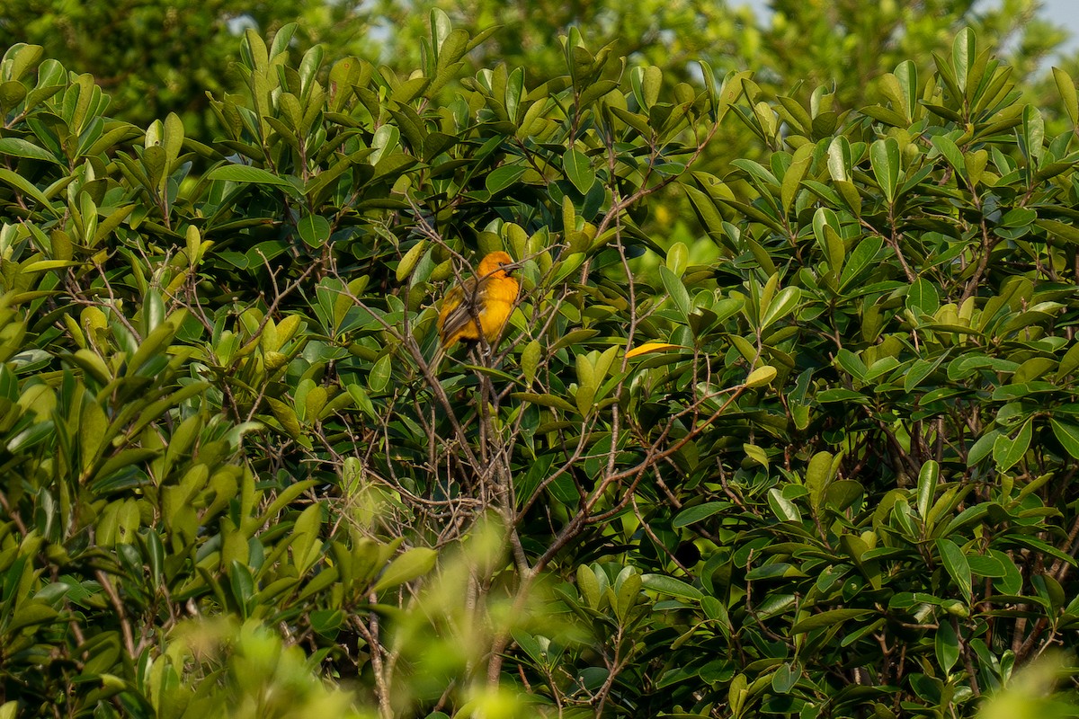 Altamira Oriole - ML643966614