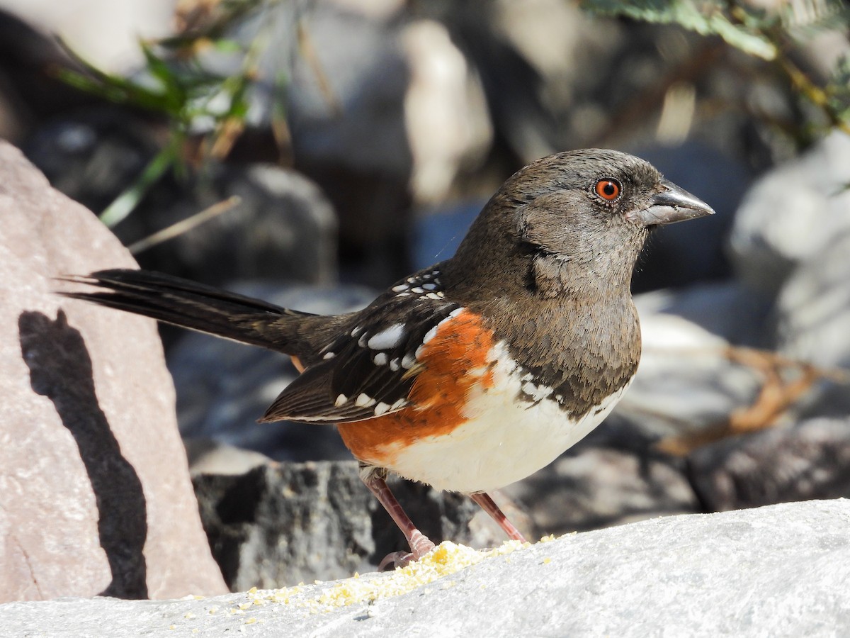 Spotted Towhee - ML643966621