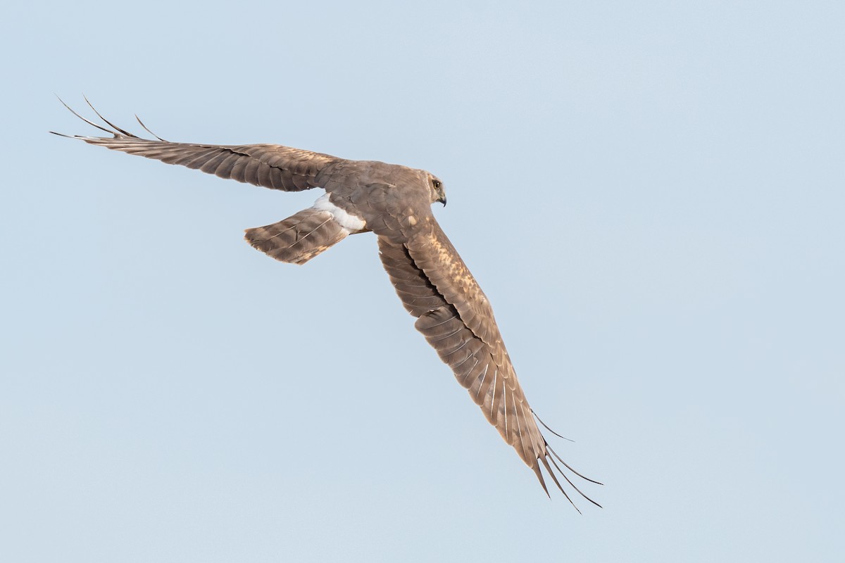 Northern Harrier - ML643966622