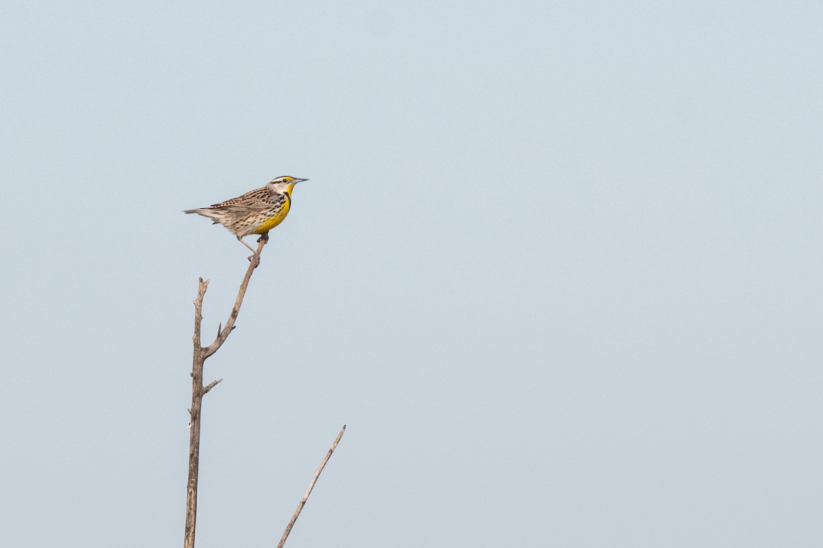 Eastern Meadowlark - ML643966628