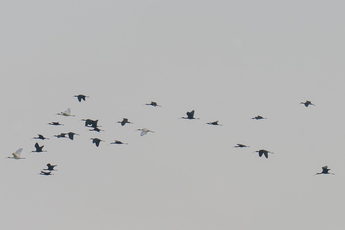 ibis americký - ML643966629