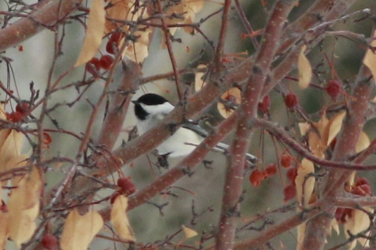 Black-capped Chickadee - ML643966636