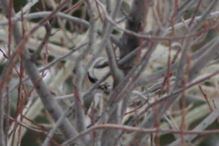 Black-capped Chickadee - ML643966637