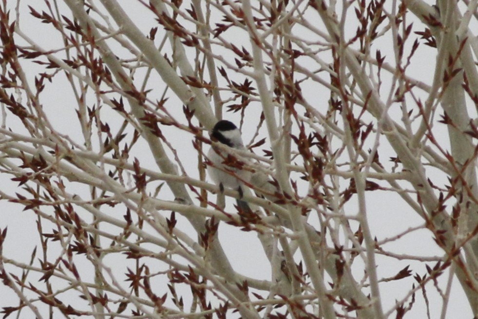 Black-capped Chickadee - ML643966638