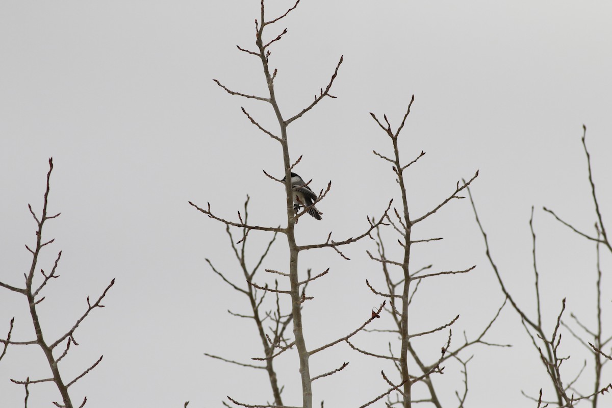Black-capped Chickadee - ML643966639