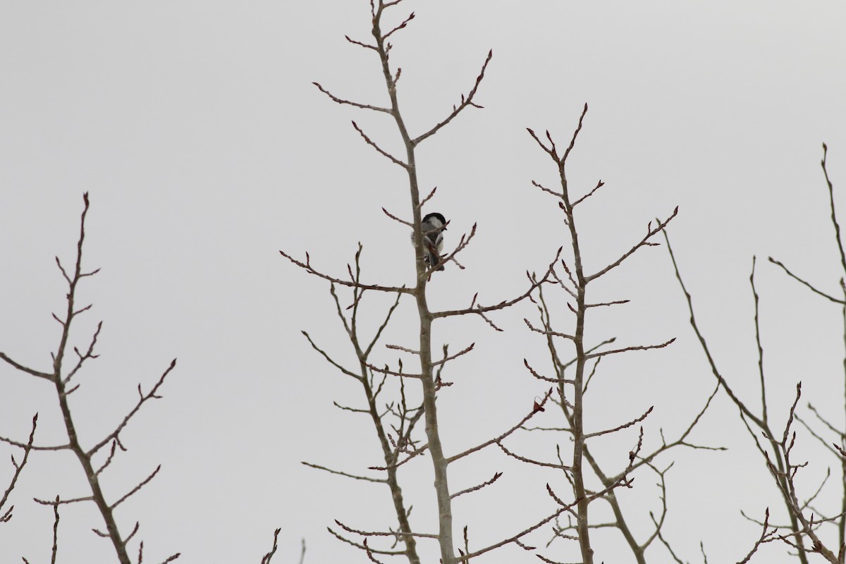 Black-capped Chickadee - ML643966640