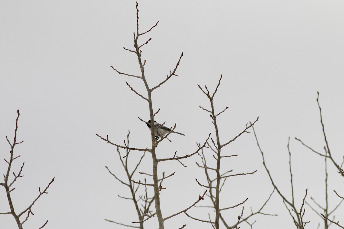 Black-capped Chickadee - ML643966641