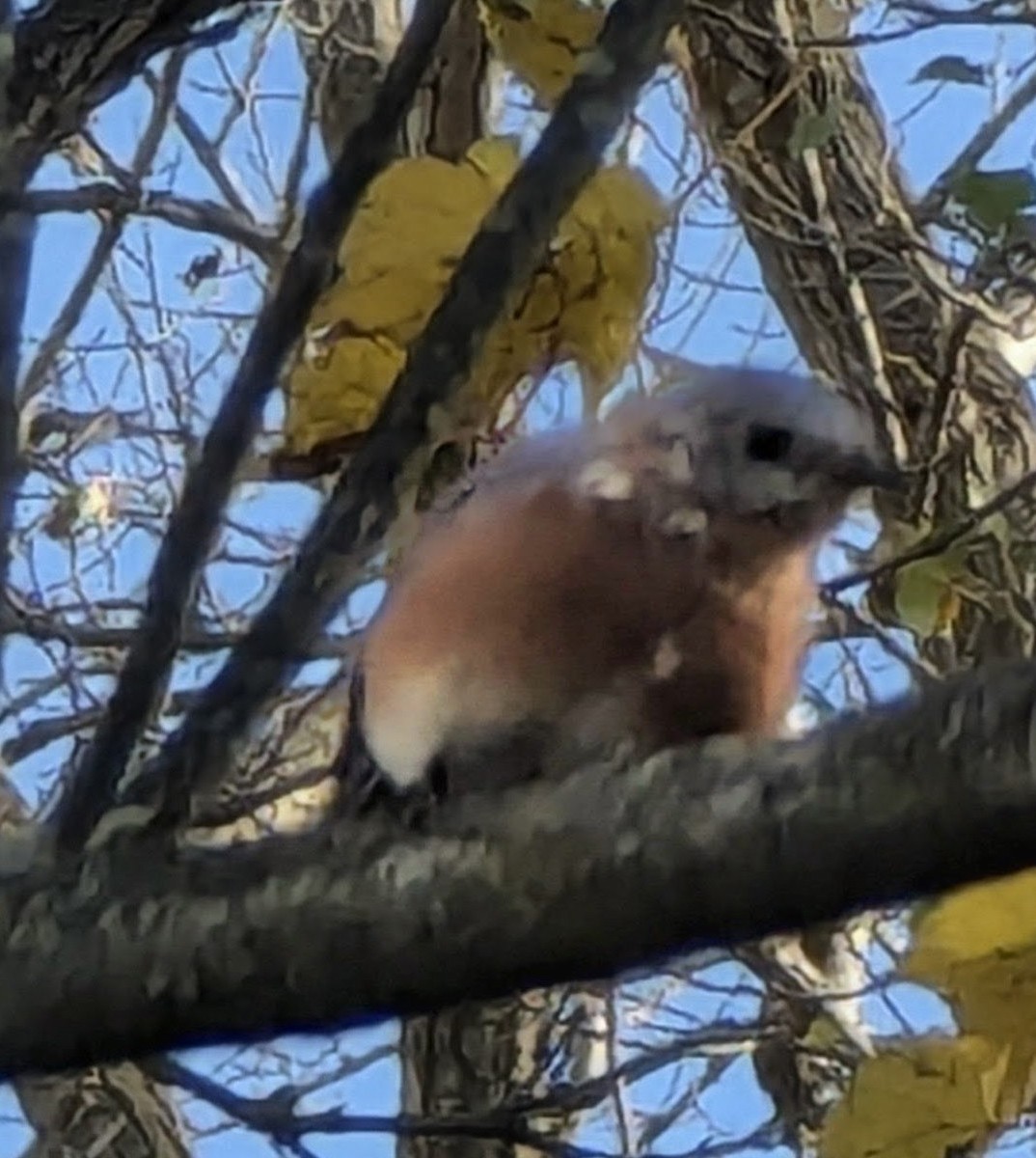 Eastern Bluebird - ML643966663