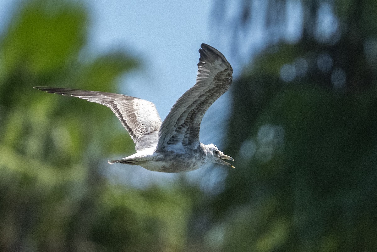 California Gull - ML643966669