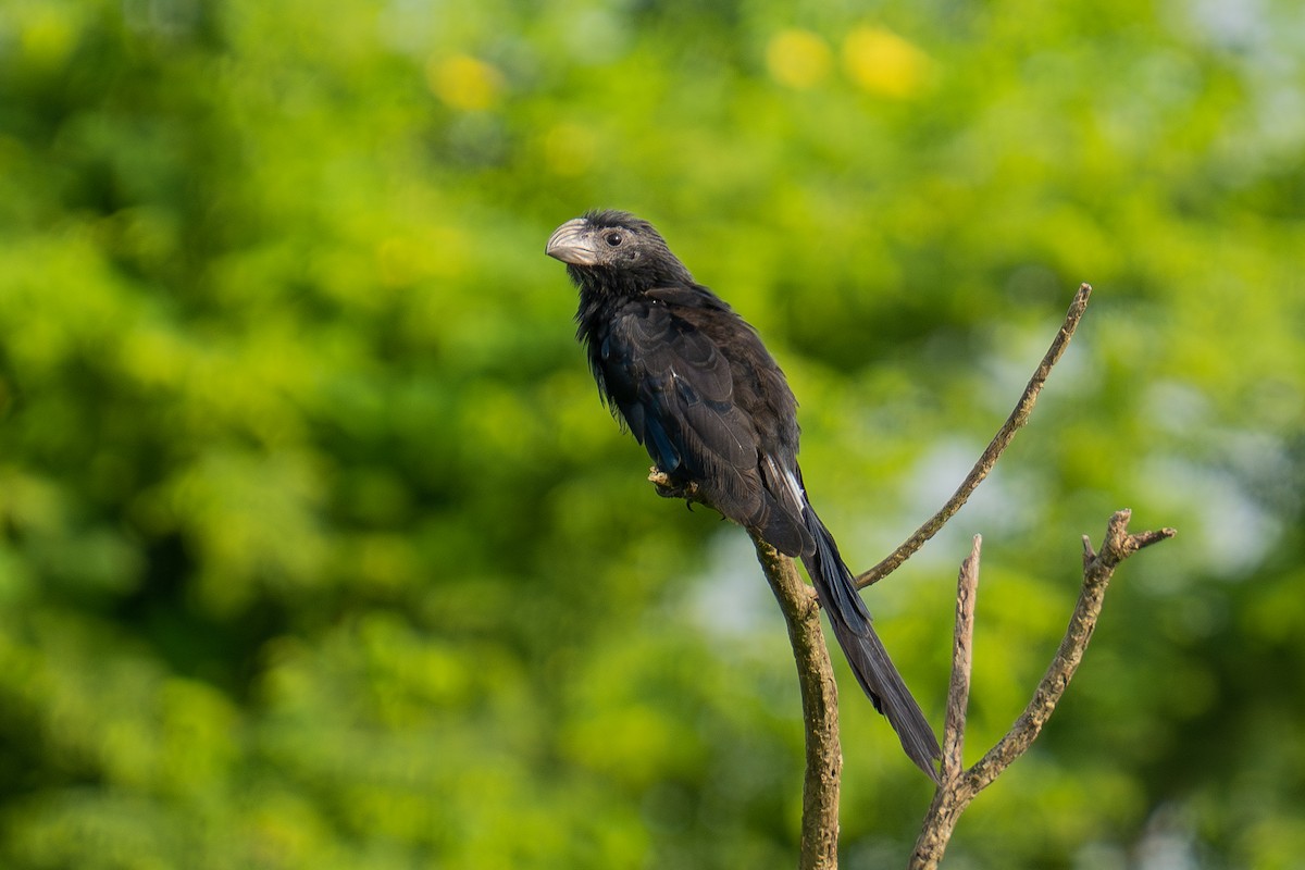 ani rýhozobá - ML643966670