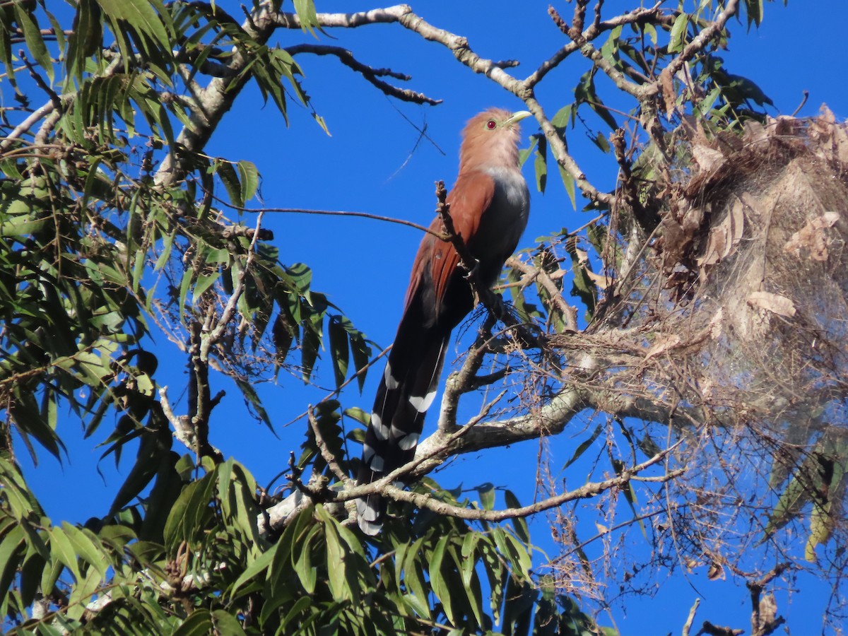 Squirrel Cuckoo (Middle America) - ML643966671