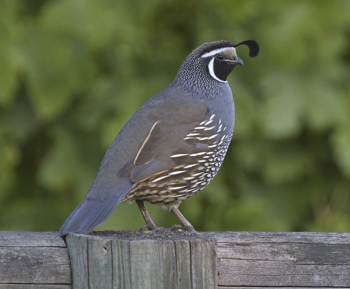 California Quail - ML643966674