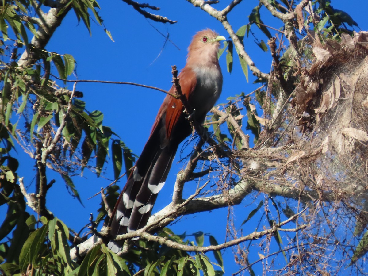 Squirrel Cuckoo (Middle America) - ML643966675