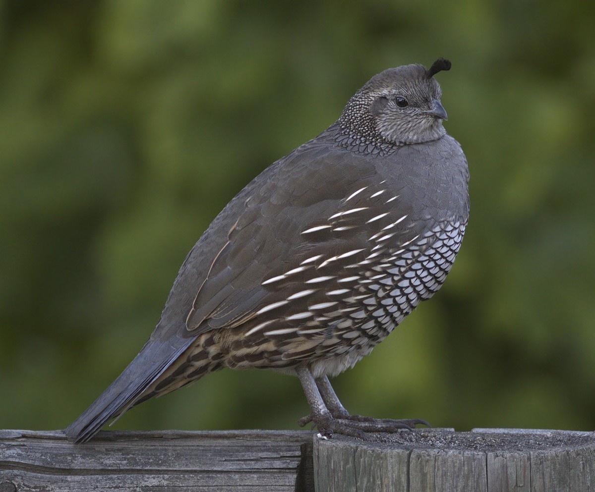 California Quail - ML643966677