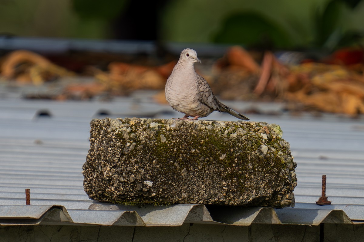 holoubek mexický - ML643966678