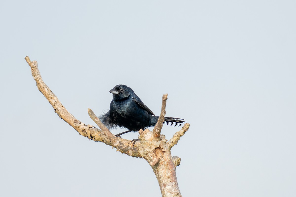 Blue-black Grassquit - ML643966690