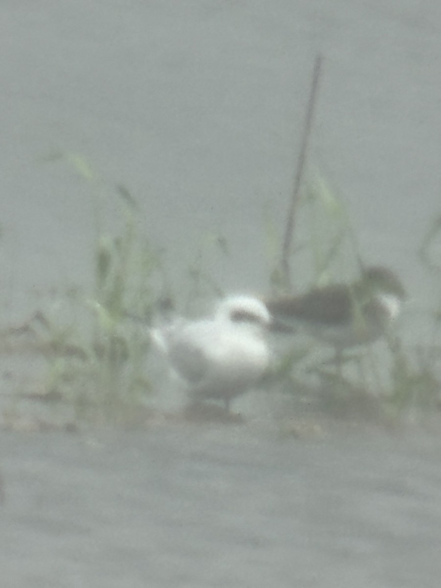 Gull-billed Tern - ML643966693