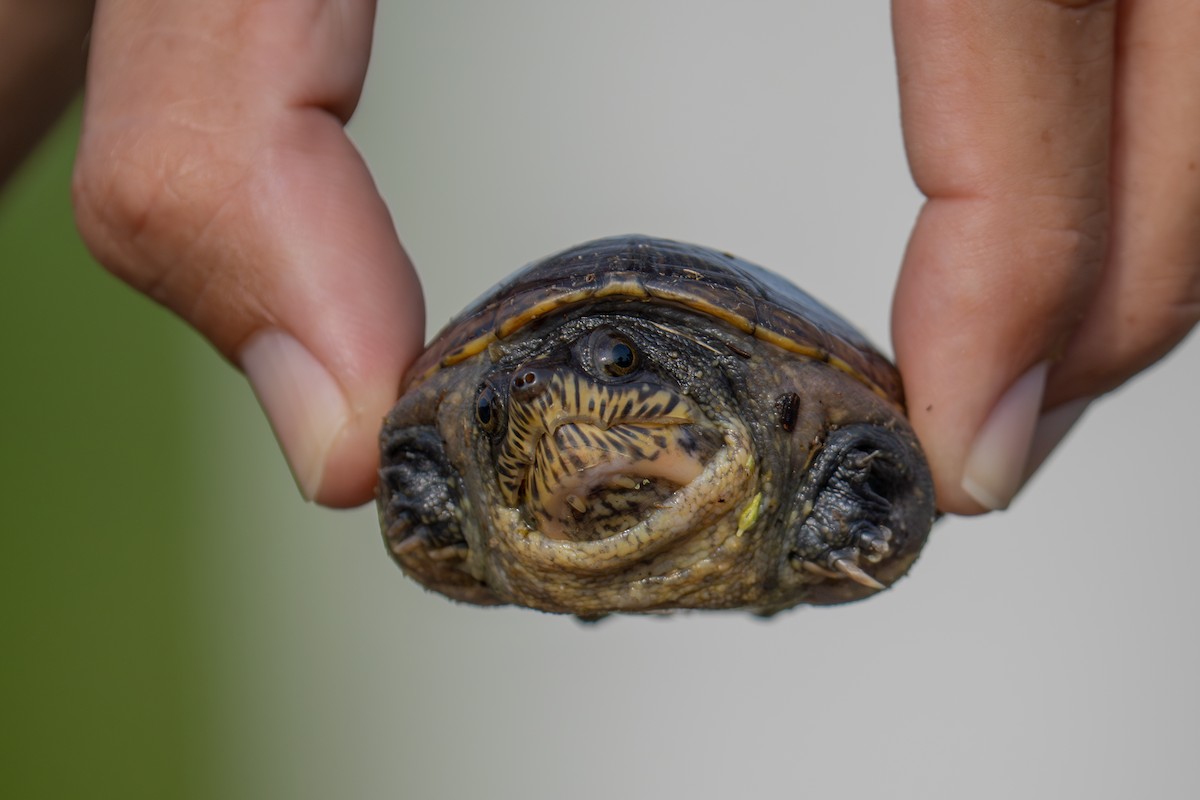 Animals - ML643966695