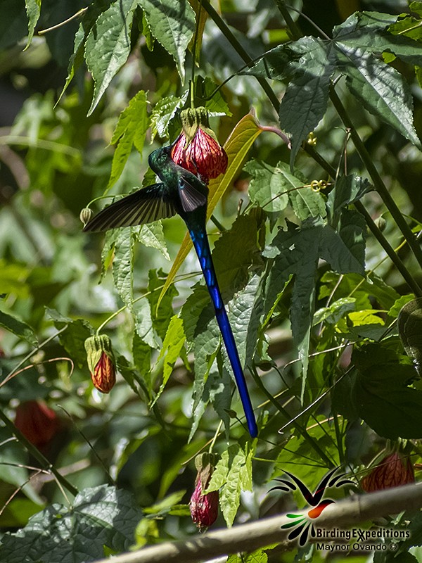 Long-tailed Sylph - ML643966706