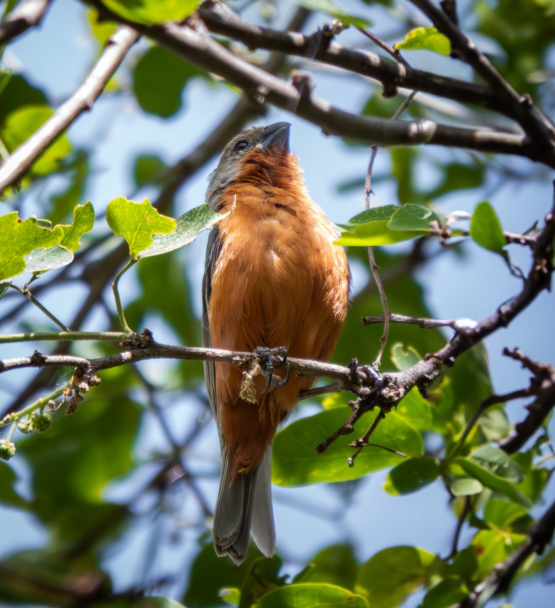 Ruddy-breasted Seedeater - ML643966722