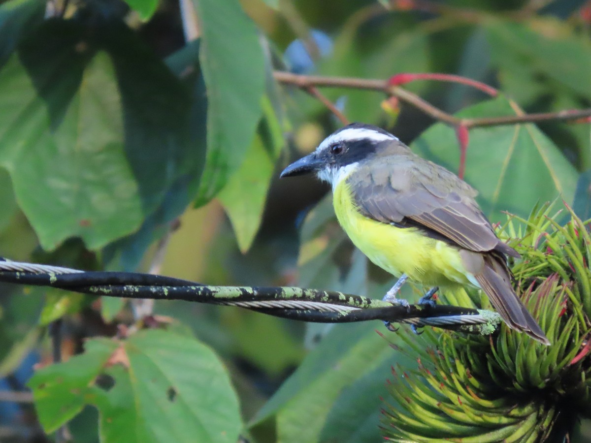 Boat-billed Flycatcher (Northern) - ML643966735