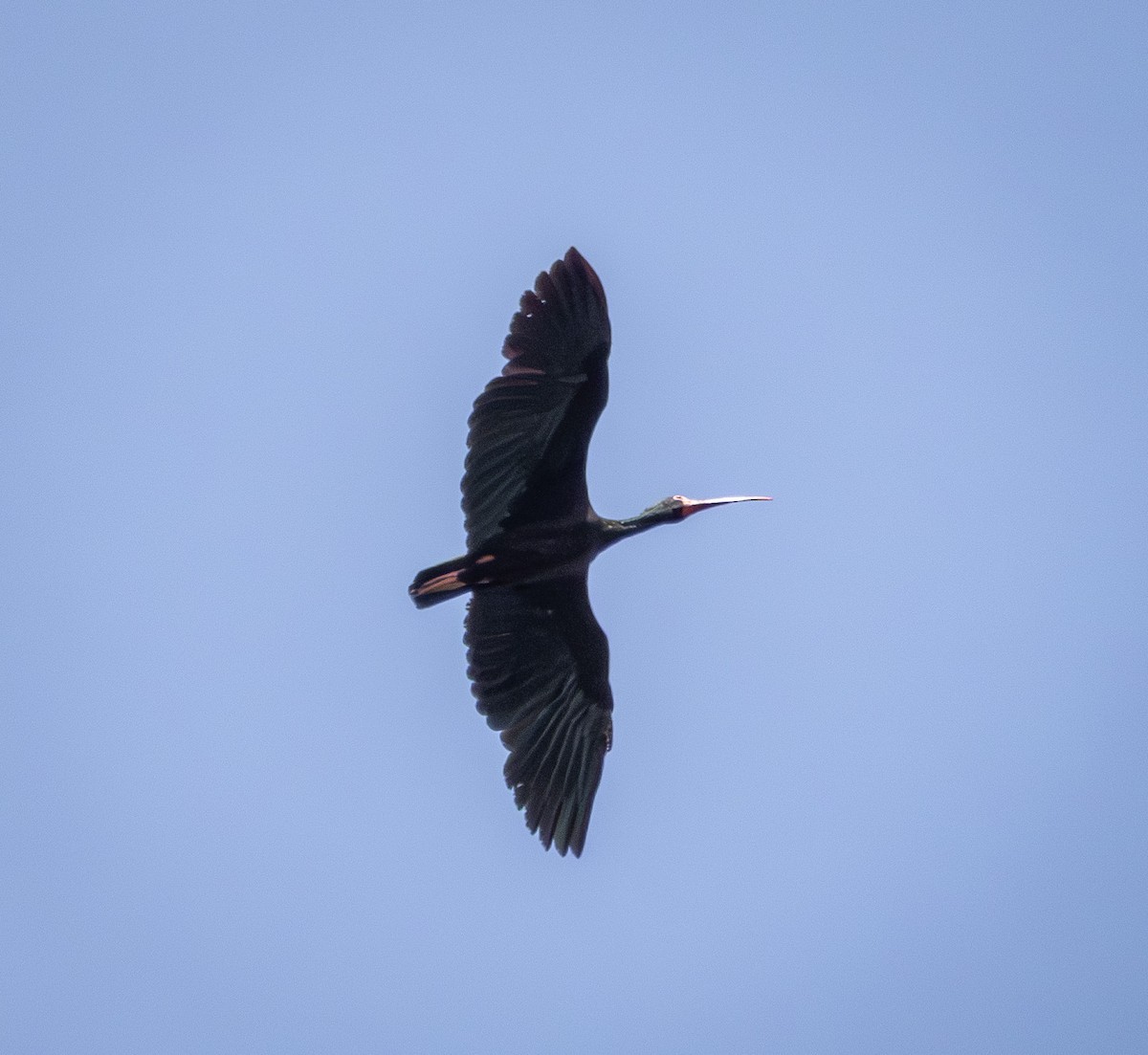 rødmaskeibis - ML643966736