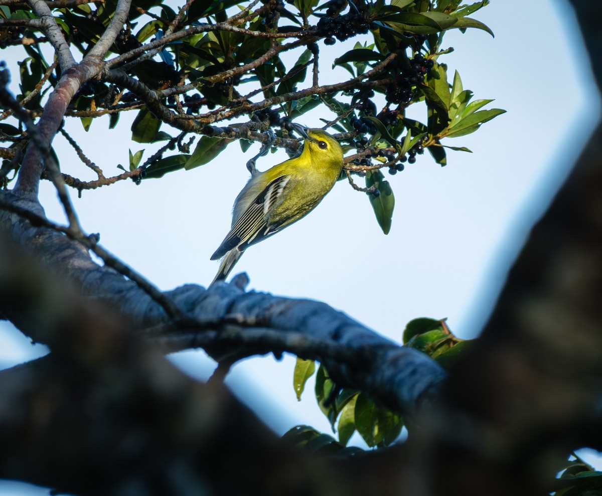 Yellow-throated Vireo - ML643966746