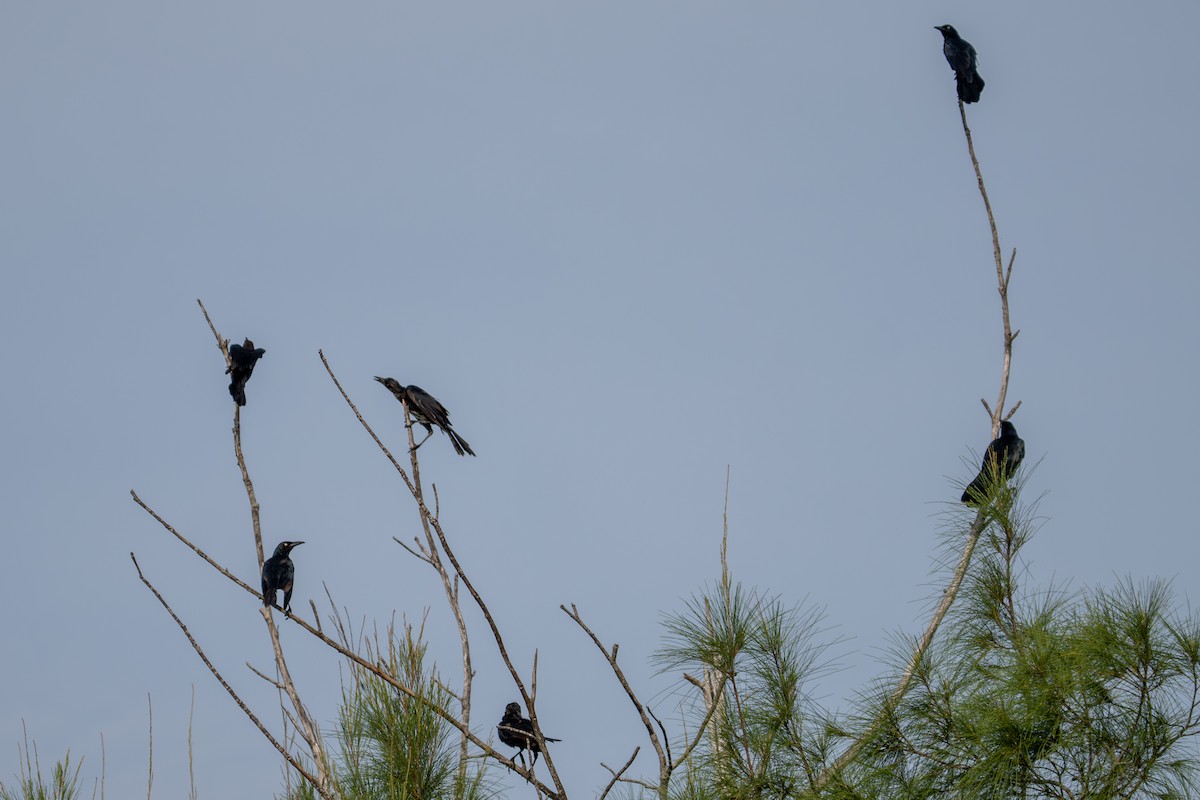 vlhovec velkoocasý [skupina mexicanus] - ML643966749