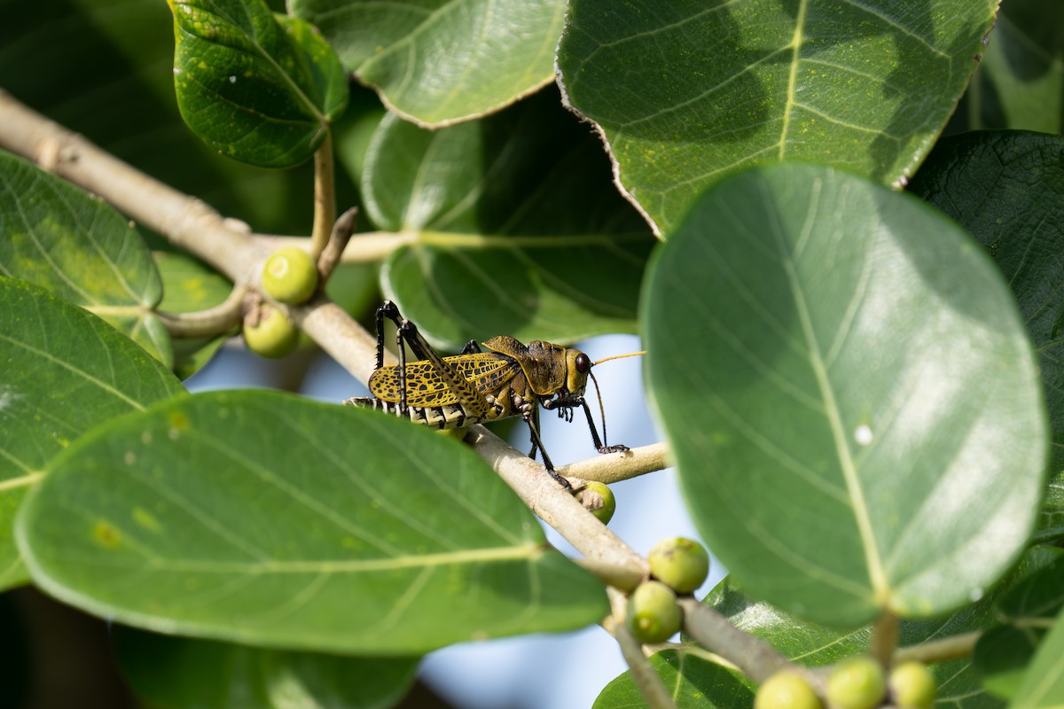 Animals - ML643966763