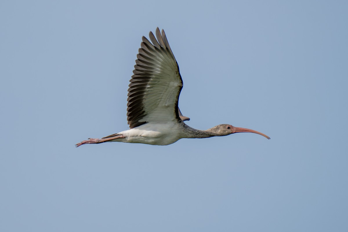 ibis bílý - ML643966773