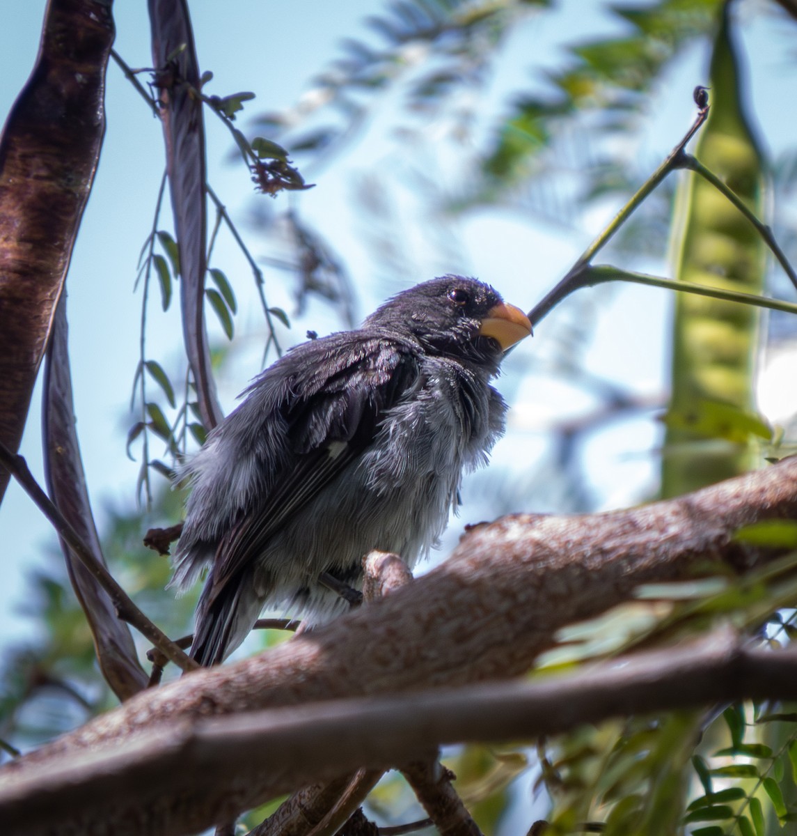 Gray Seedeater - ML643966774