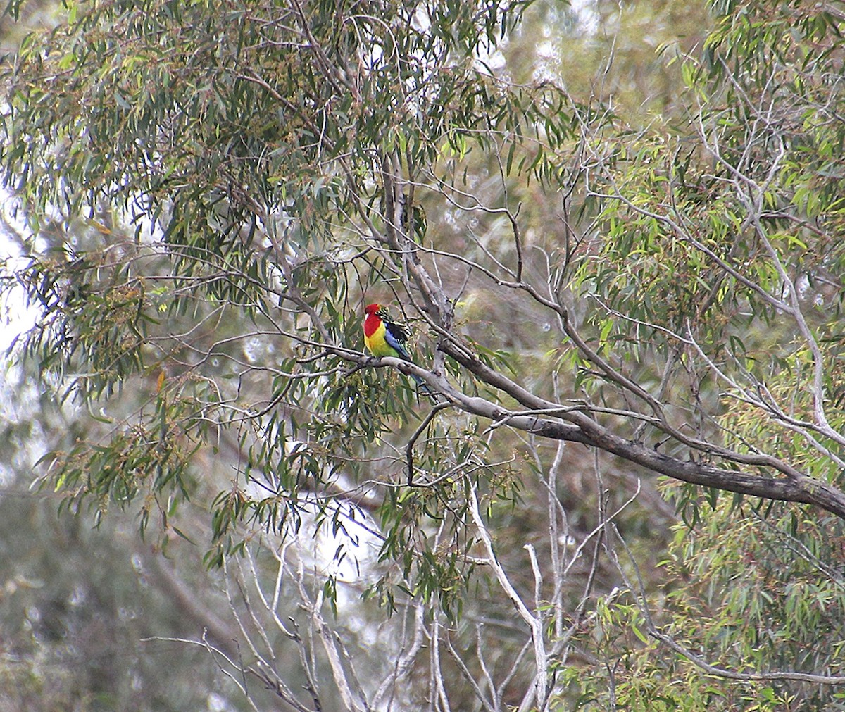 Eastern Rosella - ML643966780