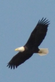Bald Eagle - ML643966792