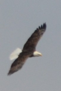 Bald Eagle - ML643966793