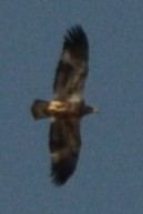 Bald Eagle - ML643966794