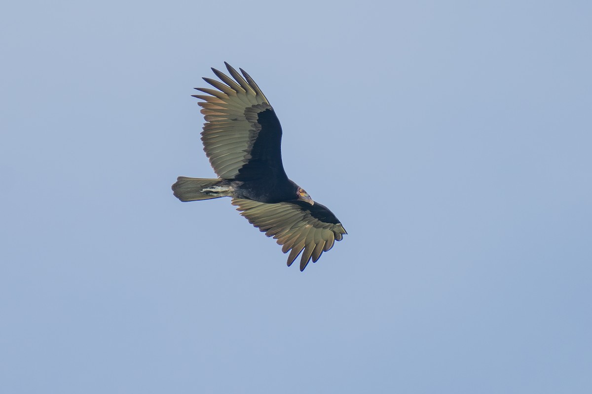 kondor menší - ML643966797