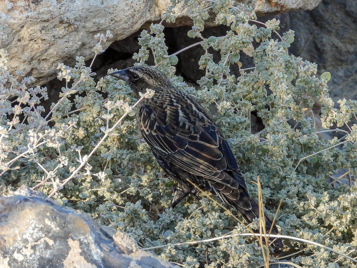 Red-winged Blackbird - ML643966805