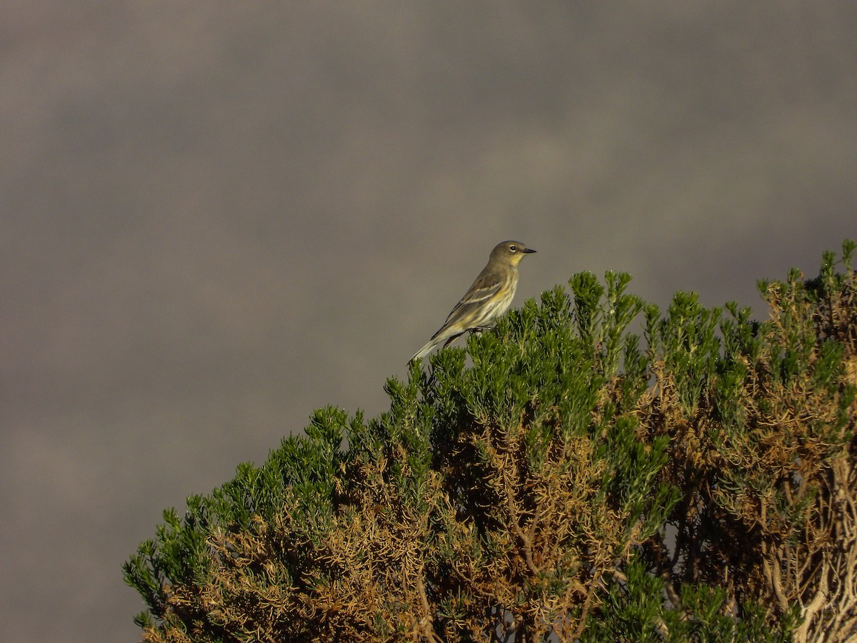 Yellow-rumped Warbler - ML643966810