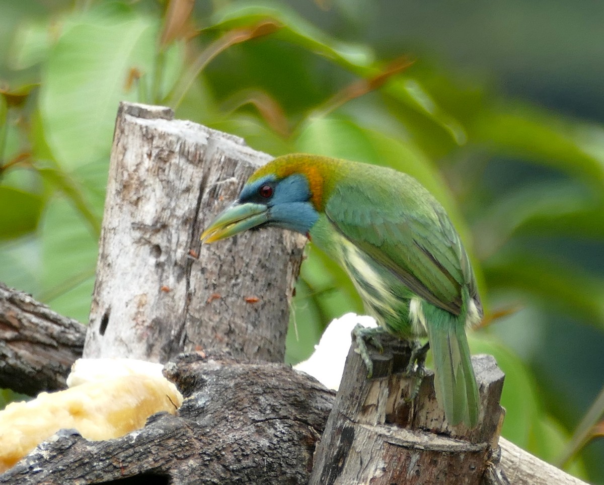 Versicolored Barbet (Blue-moustached) - ML643966816