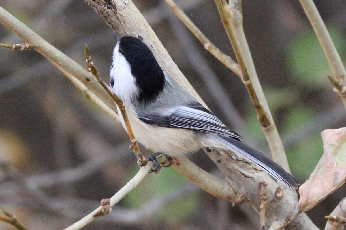 Black-capped Chickadee - ML643966833