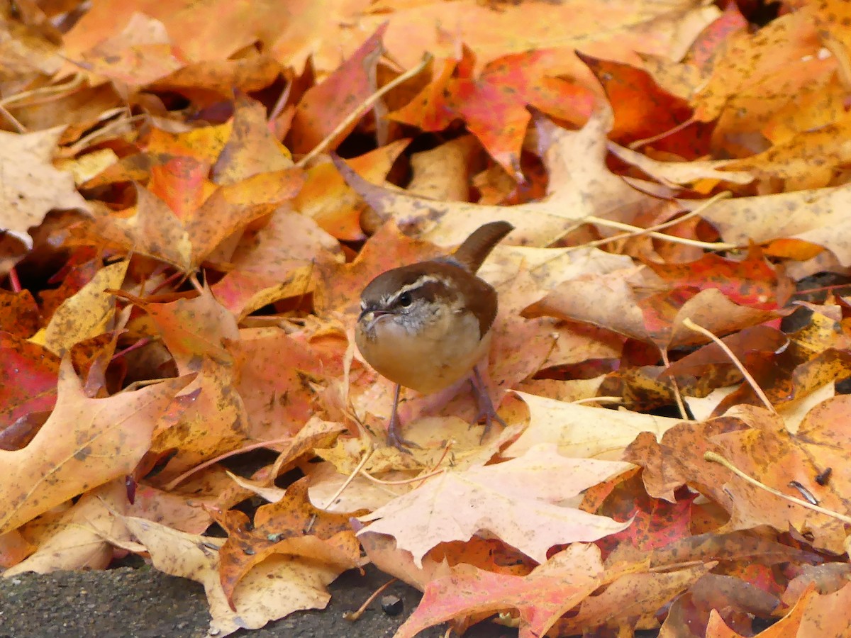 Carolina Wren - ML643966848