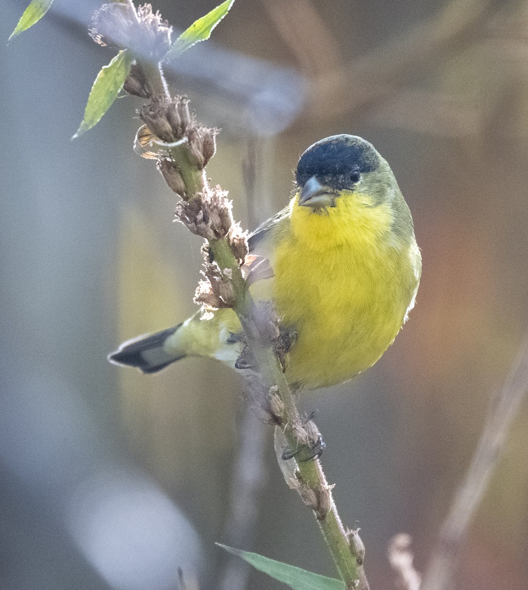 Lesser Goldfinch - ML643966854
