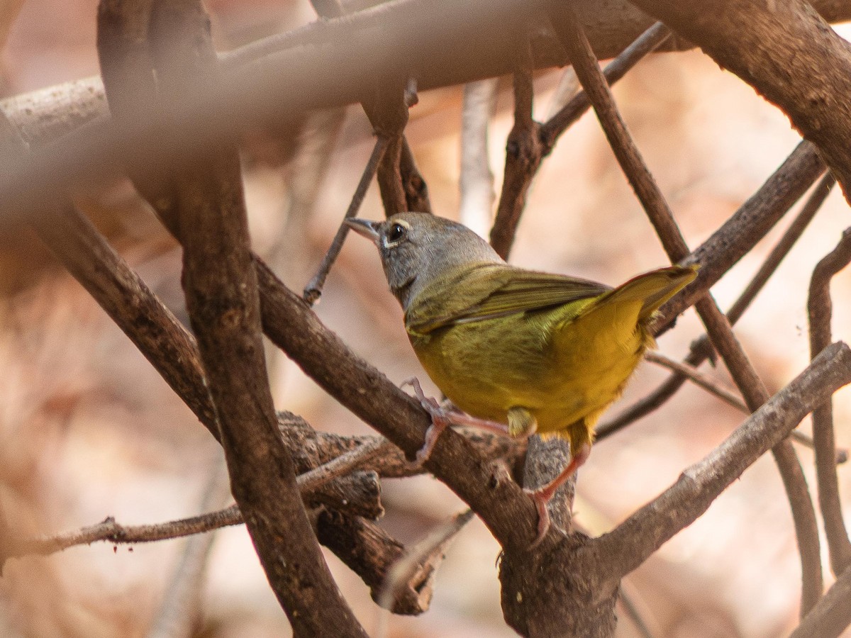 kjerrparula - ML643966860