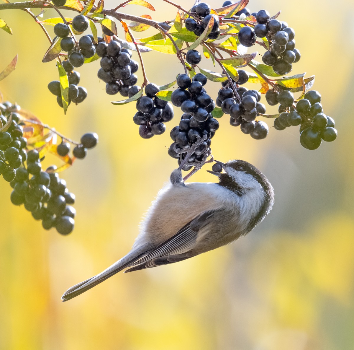 Black-capped Chickadee - ML643966872