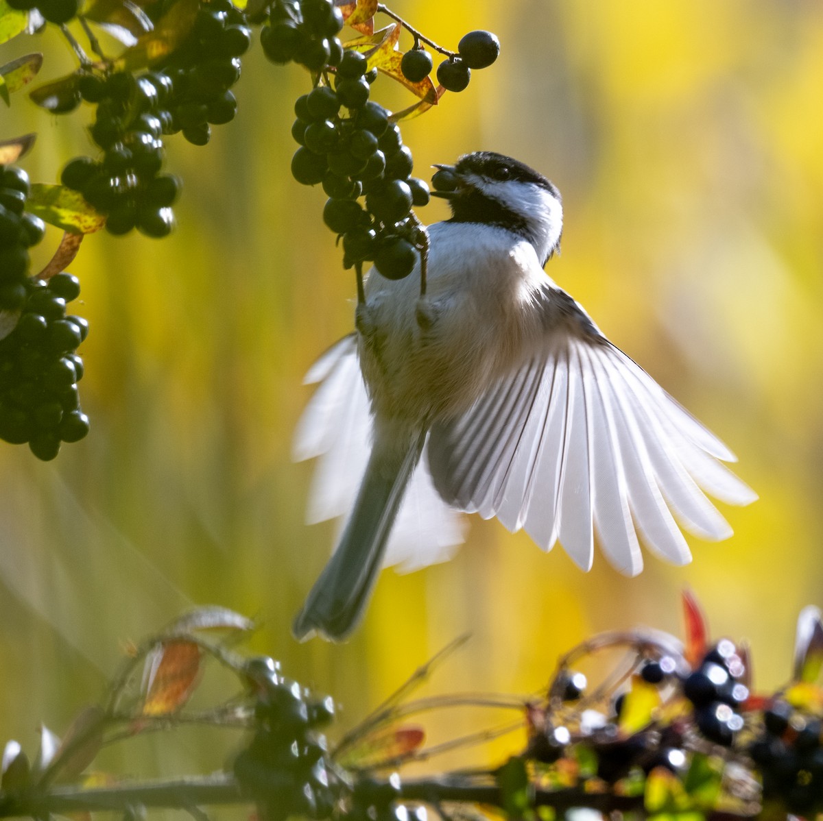 Black-capped Chickadee - ML643966873
