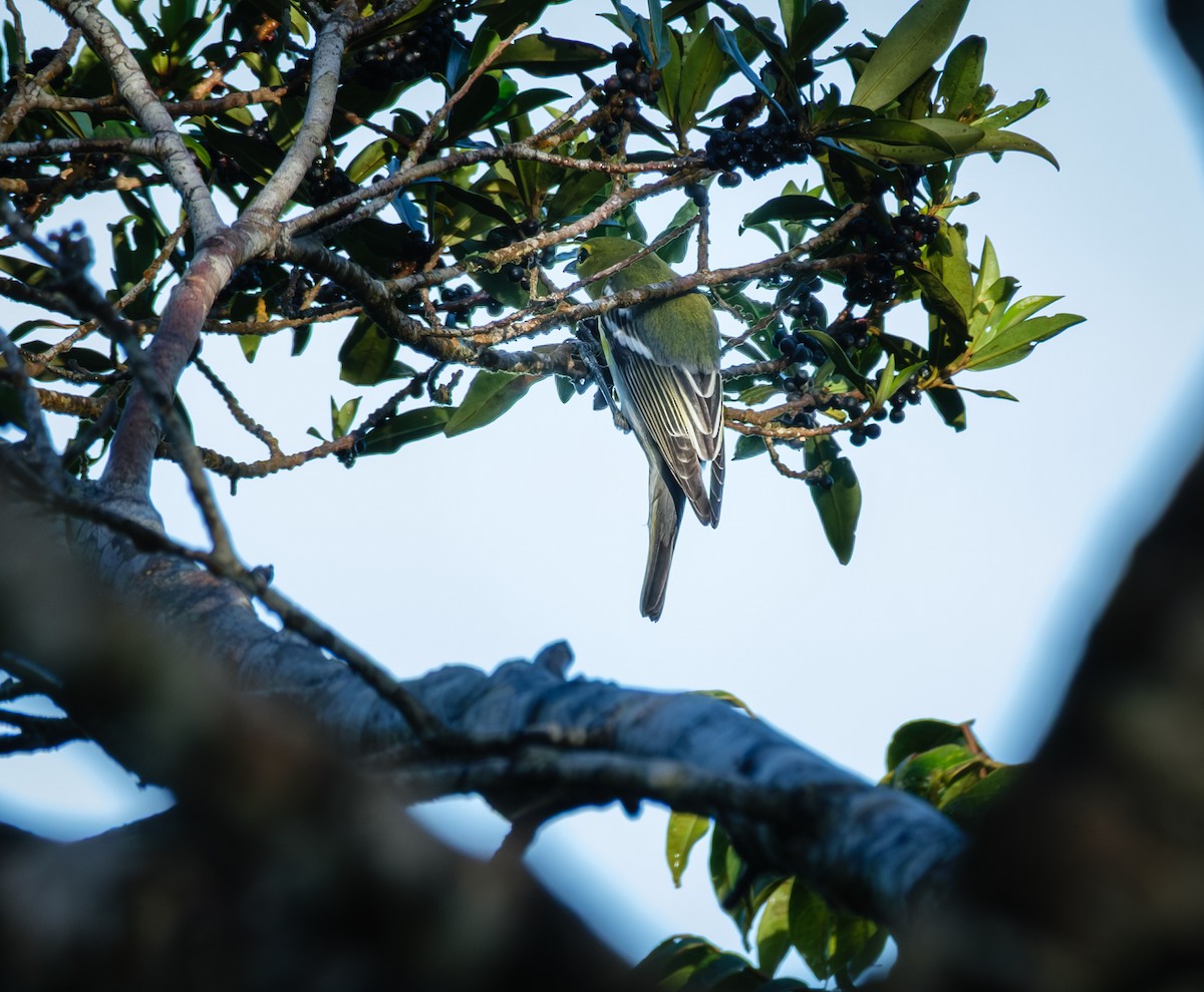 Yellow-throated Vireo - ML643966882