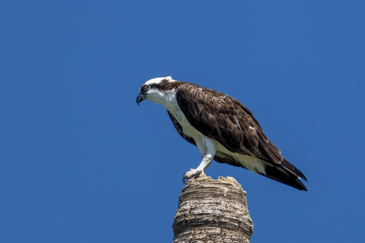 Osprey - ML643966890