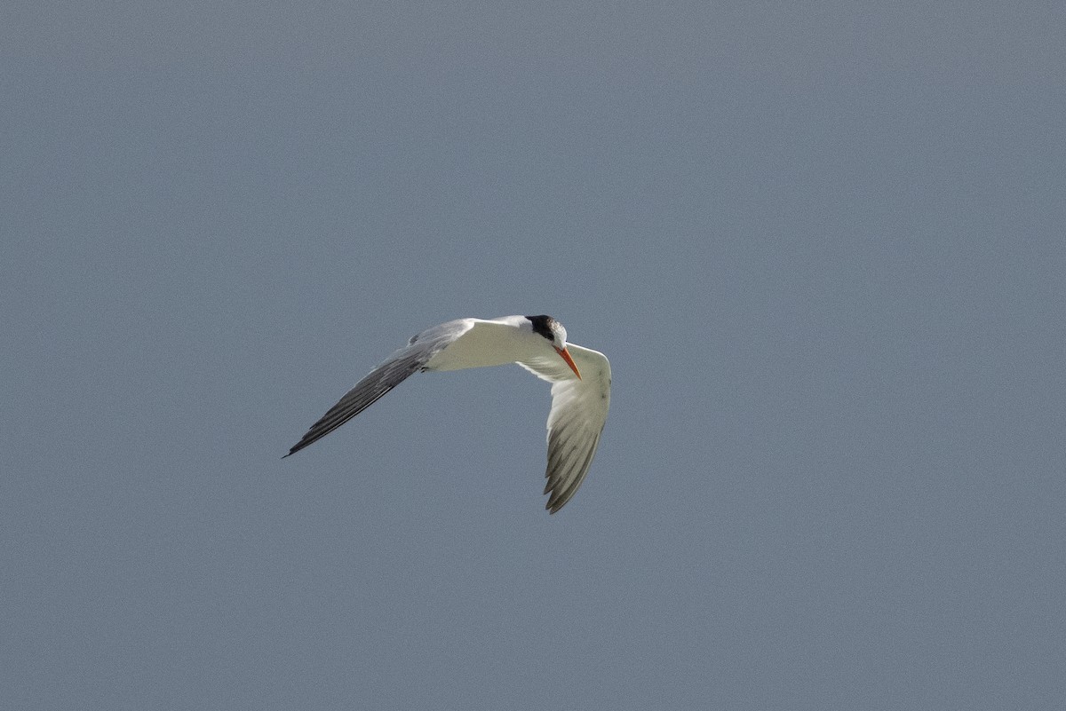Elegant Tern - ML643966897
